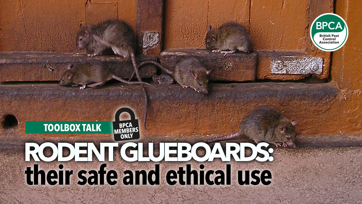 toolbox-talk-rodent-glueboards